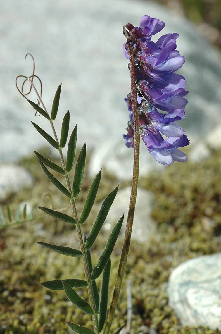 Fuglevikke