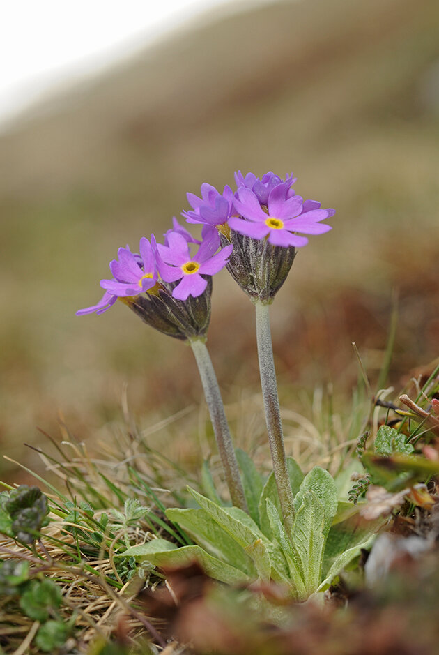 Fjellnøkleblom
