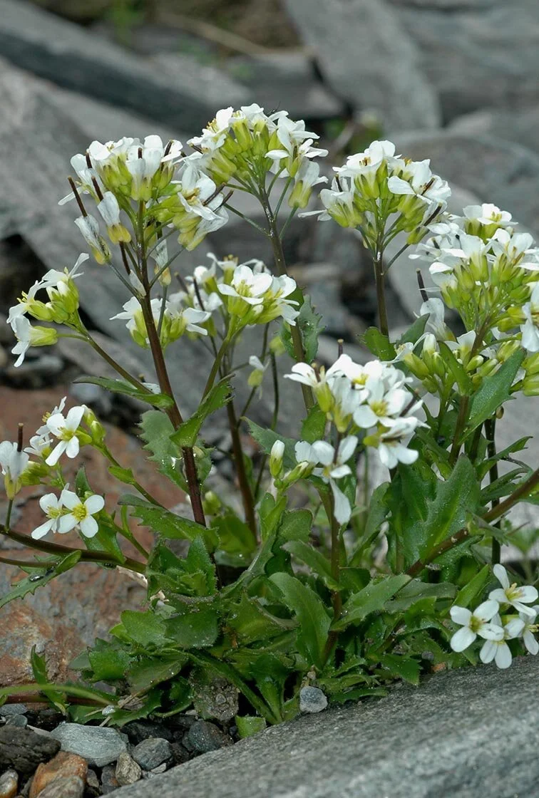 Fjellskrinneblom