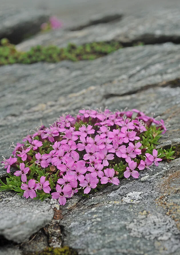 Fjellsmelle
