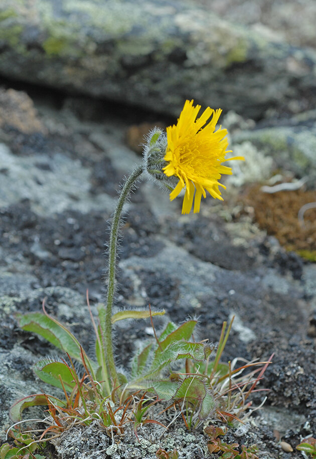 Fjellsveve