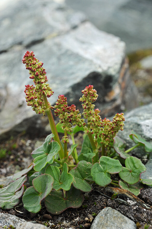 Fjellsyre