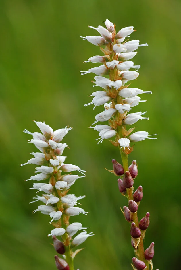Harerug