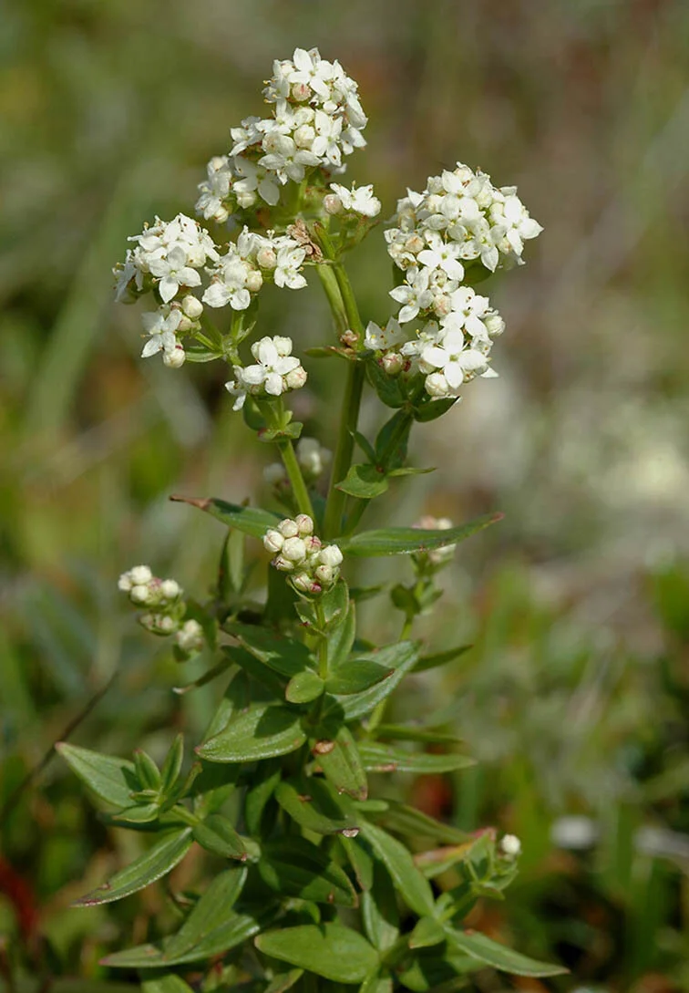 Hvitmaure
