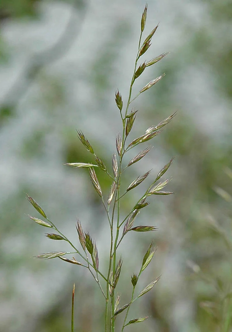 Rødsvingel