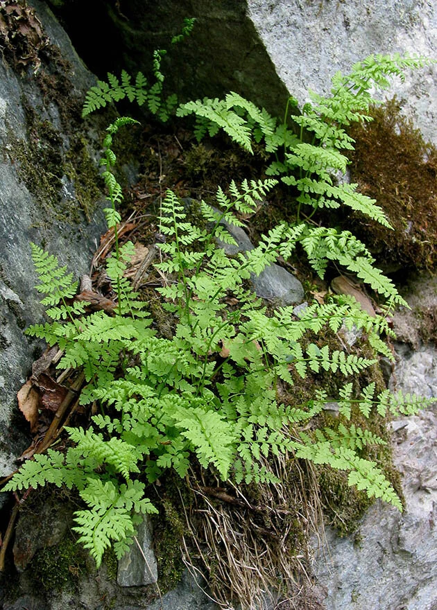 Skjørlok