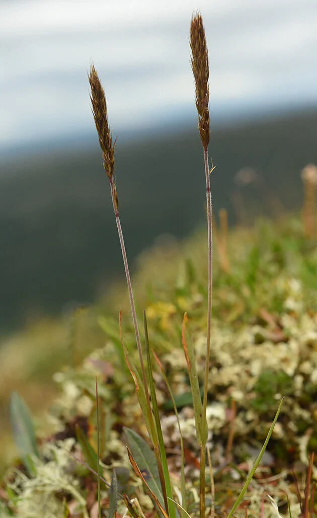 Svartaks