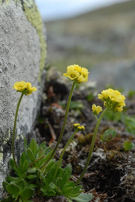 Bleikrublom