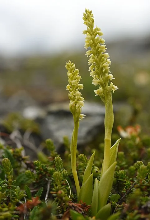 Fjellhvitkurle