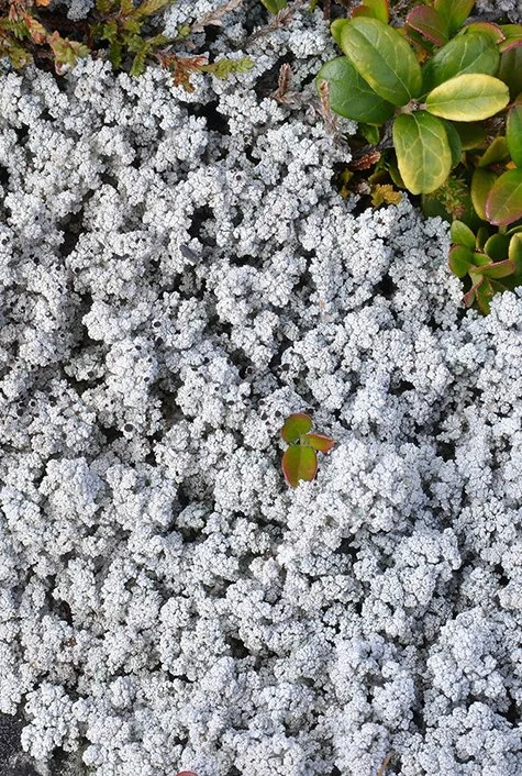 Vanlig saltlav/påskesaltlav