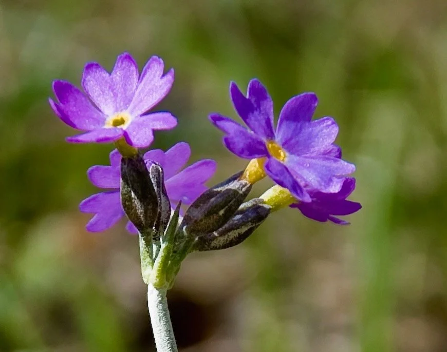 Naturkveld 12. oktober 2025
