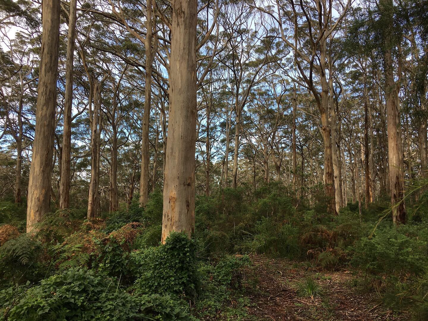 #nofiltersneeded today for our #awewalk in the #karri south of #boranup #southwestwa #margaretriverregion #natureheals #shinrinyoku #forestbathing #lovewhereyoulive @joy_trails #southwestforesttherapy www.joytrails.com.au