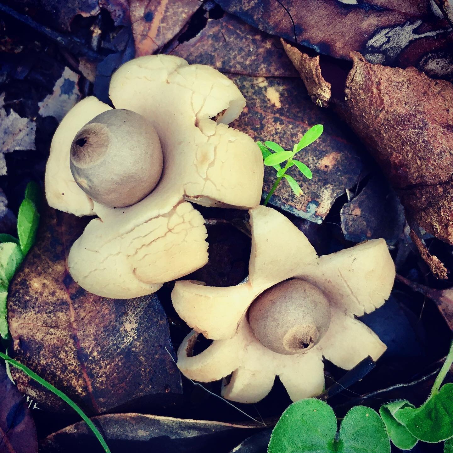 Earth star fungi . When you #shinrinyoku you notice the beauty in #nature and see exquisite but ordinary things . Amazing earthstar fungus - Geastrum javanicum species in #boranupforest on my Sunday #awewalk. #earthstar #fungilove #fungi #southwestwi