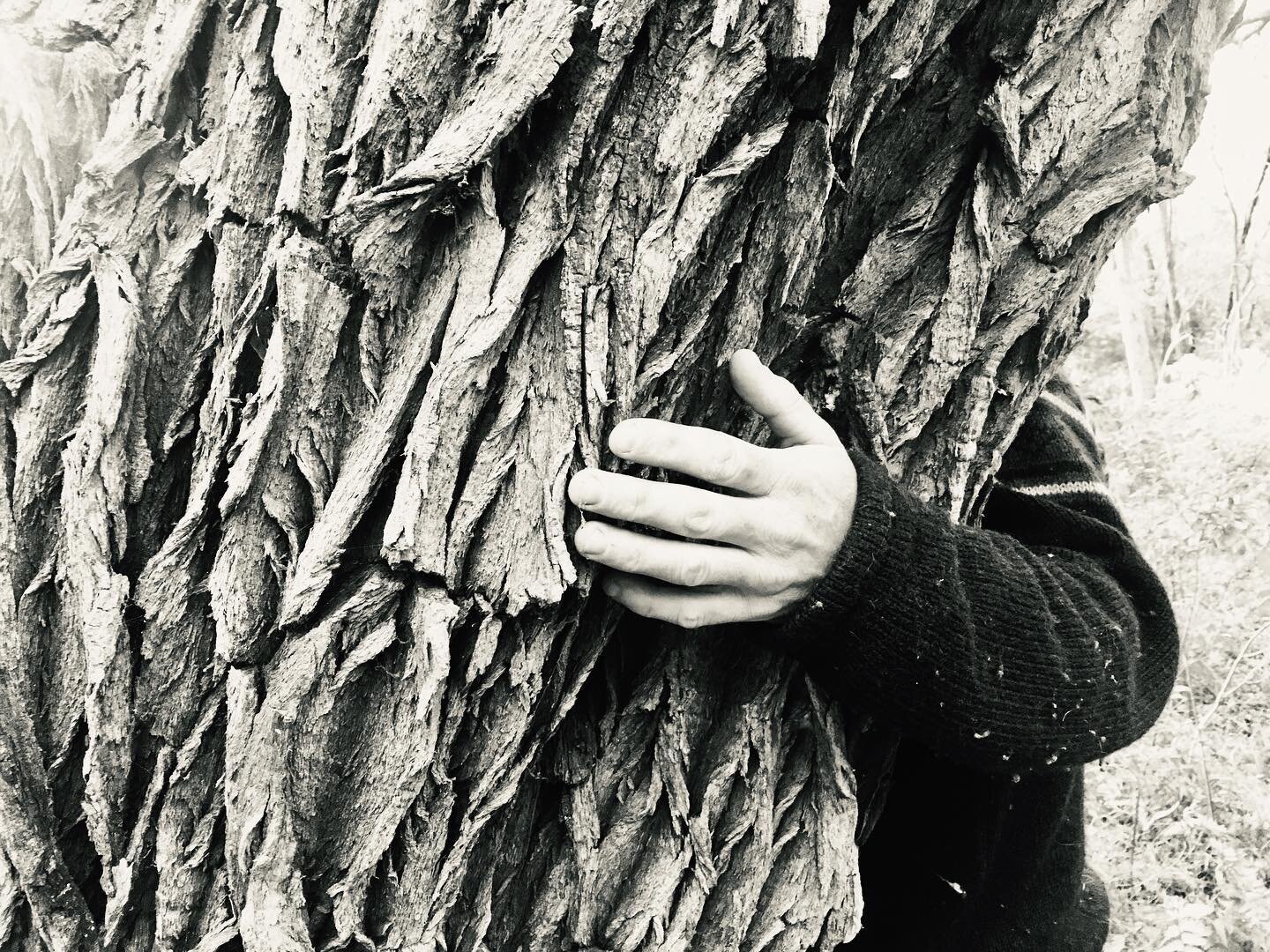 #treehugs are the best 
www.joytrails.com.au 
#shinrinyoku #forestbathing #foresttherapy #naturetherapy #jarrah #marri #southwestwa #australianforesttherapy #foresttherapyguide #wellness #natureheals #wellbeing #margaretriverregion #cowaramup #gracet