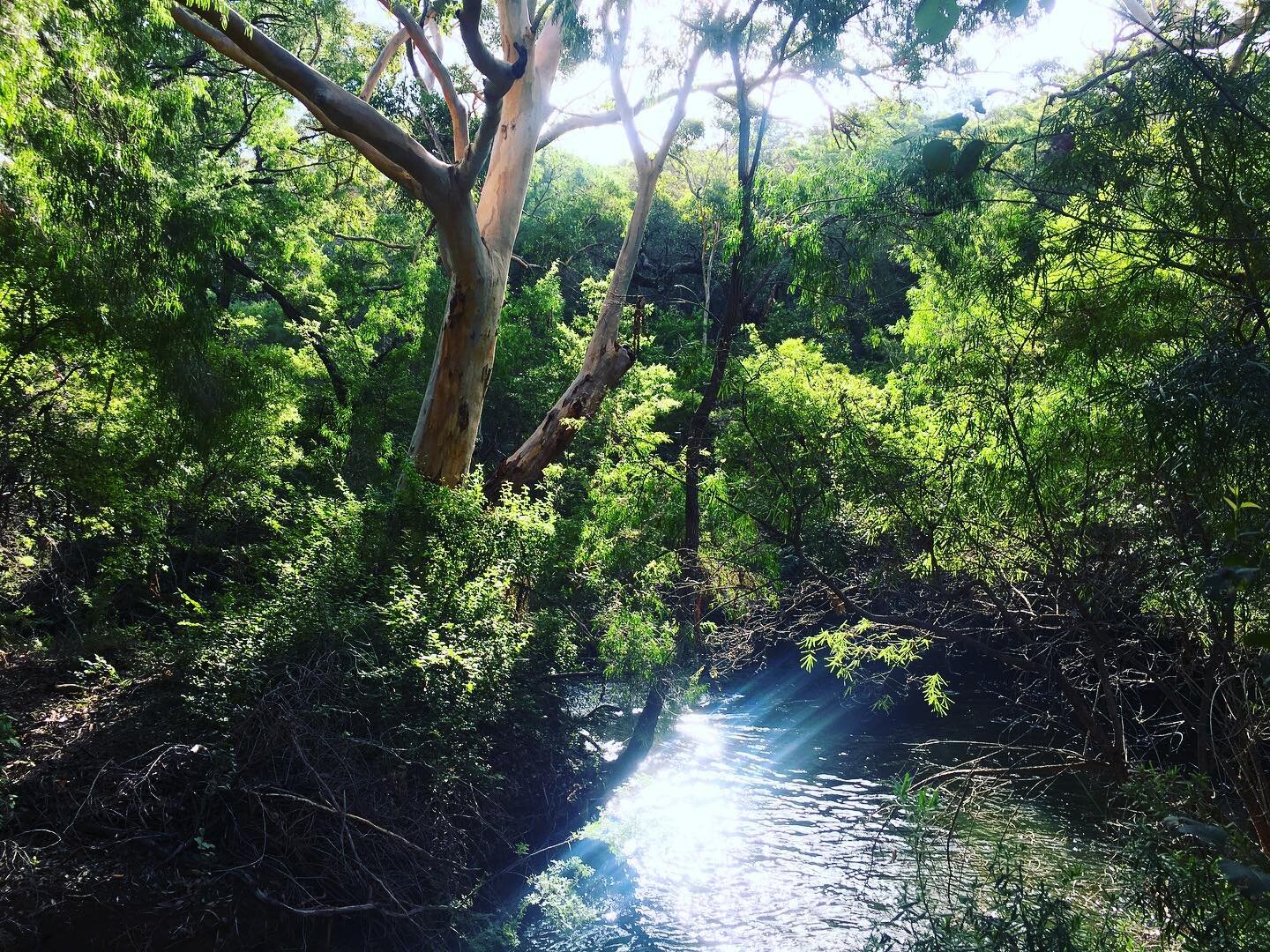Sunlight on water and the burbling of a stream&hellip; sensory healing in wild places is what we do!
www.joytrails.com.au 
#foresttherapy #natureheals #joyfulliving #shinrinyoku #forestbathing  #foresthealing #river #gracetownsouthwest #cowaramuplife