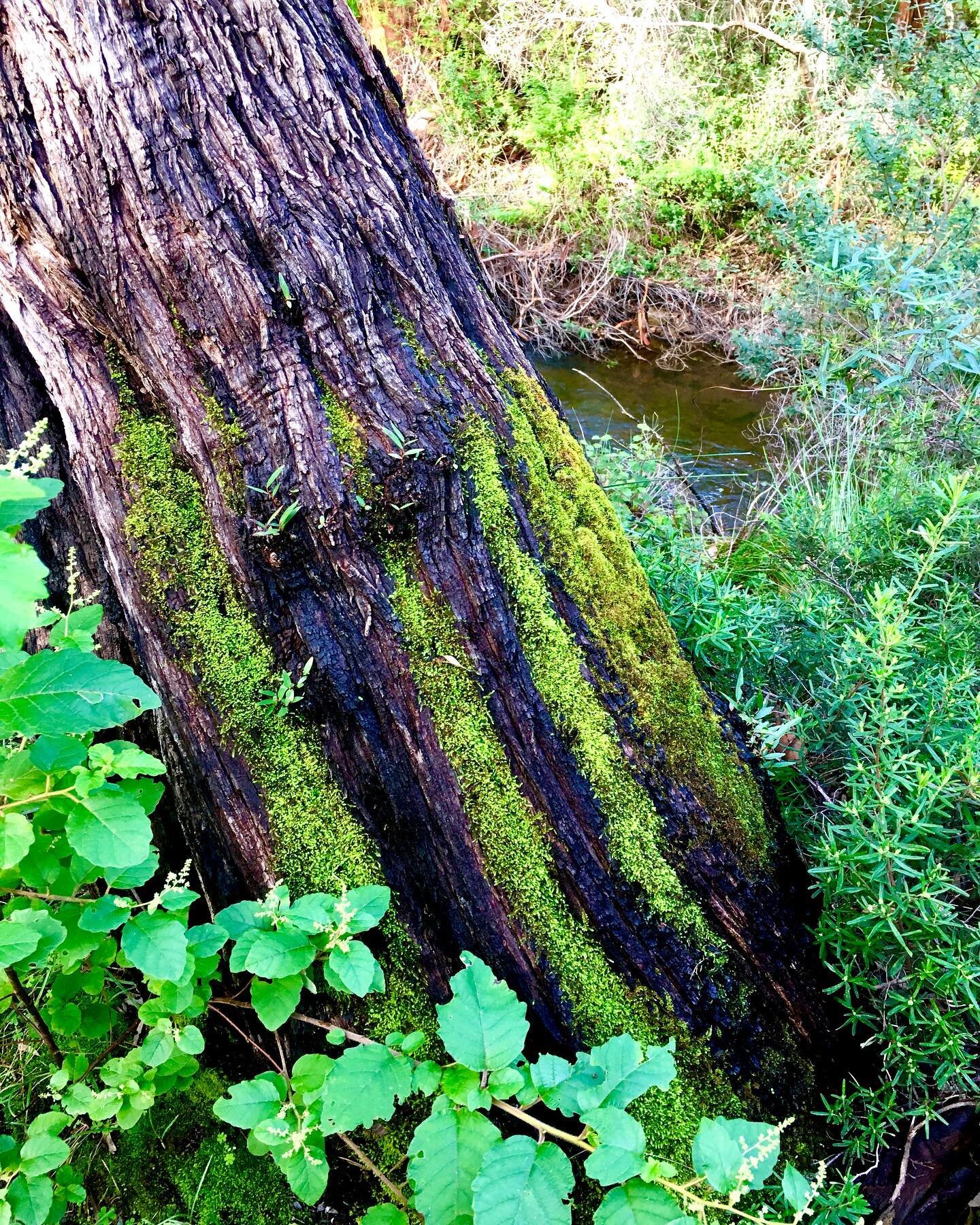 Can you smell the fresh forest from here? Come on a sensory walk in nature.www.joytrails.com.au #shonrinyoku #southwestwa #forestbathing #forestbathing🌲🌲🌲 #natureheals #shinrinyokujoy #joyfulliving #getoutside #natureplay #moss #foresthealing #gre