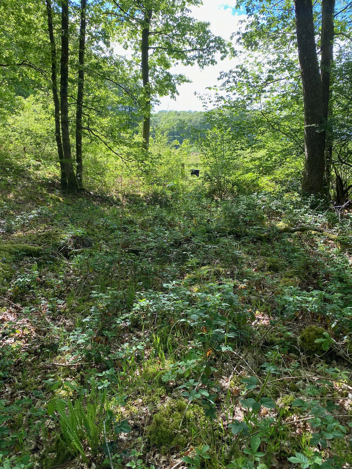 Forest Floor at Brecon Oak