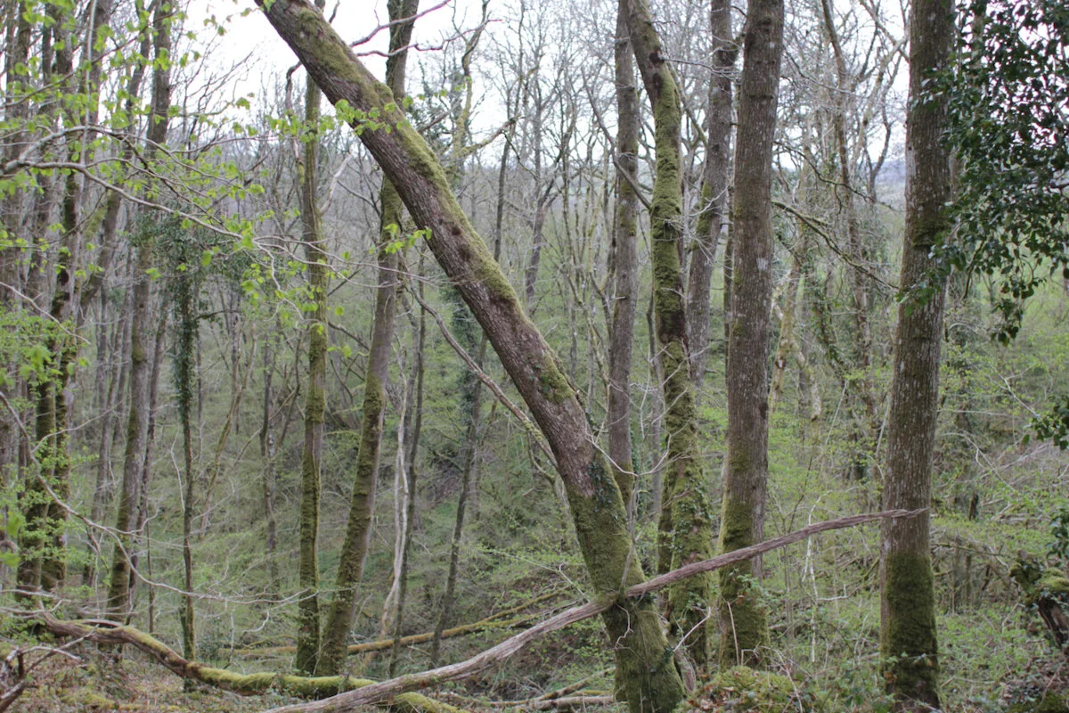 Brecon Oak Rewilding New Tree Planting 15.jpeg