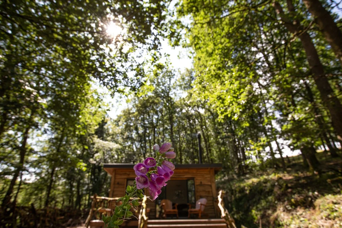 Brecon_Woodland_17.jpg