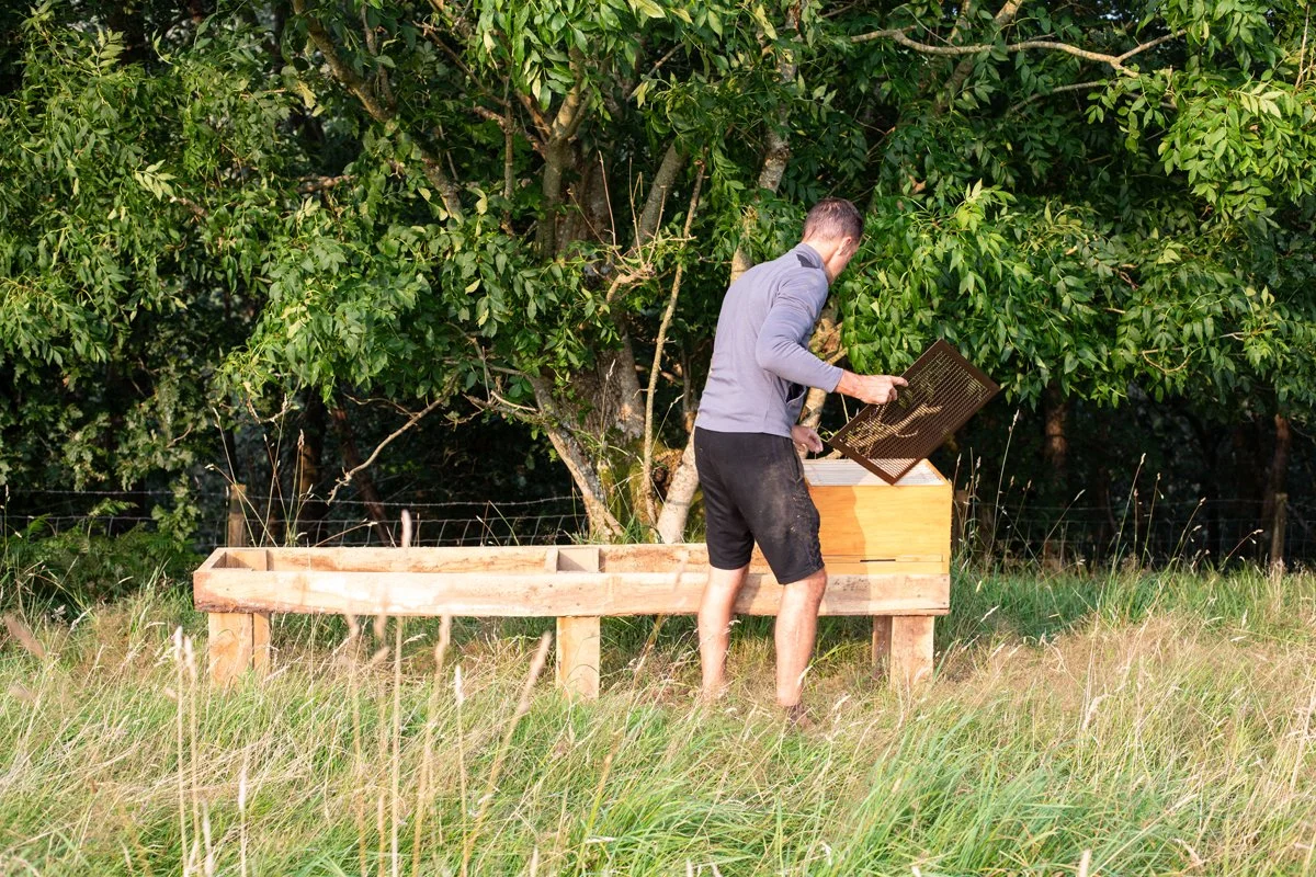 Brecon_Oak_54.jpg