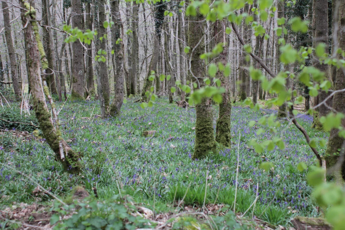 Brecon Oak Rewilding New Tree Planting 13.jpeg