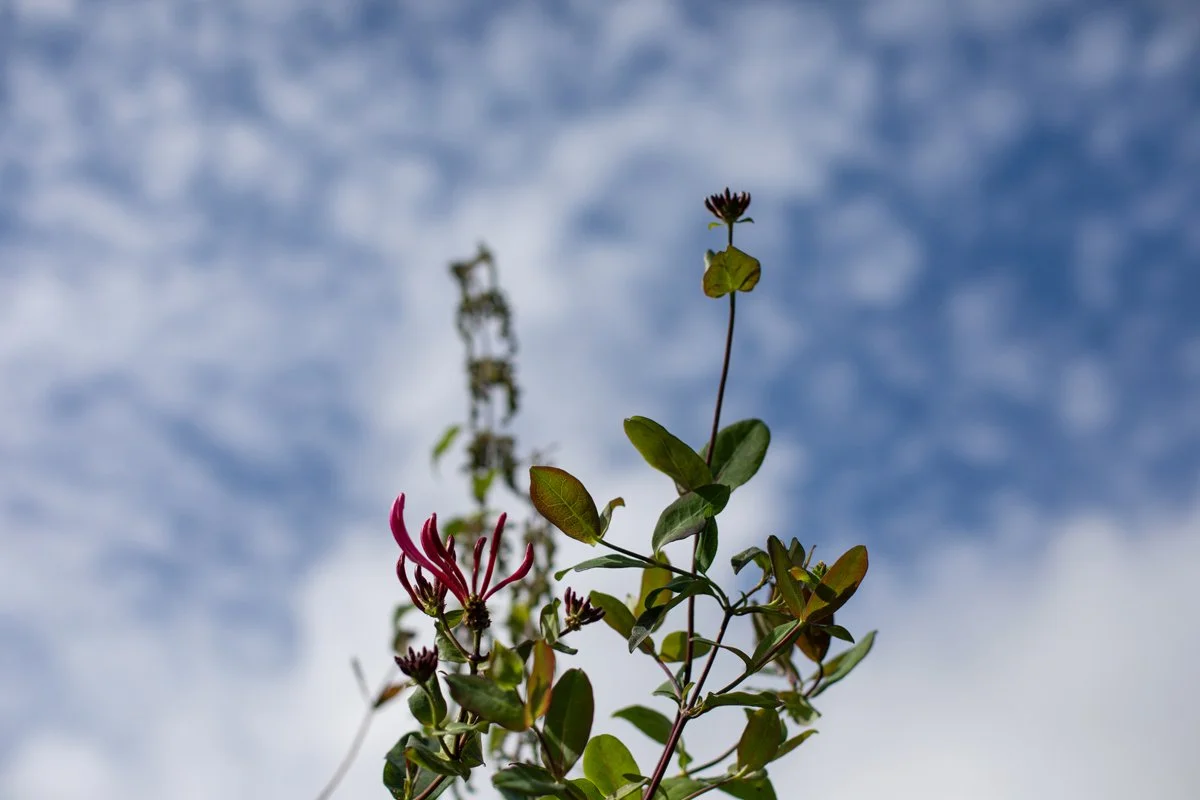 Llandovery_Landscape_71.jpg