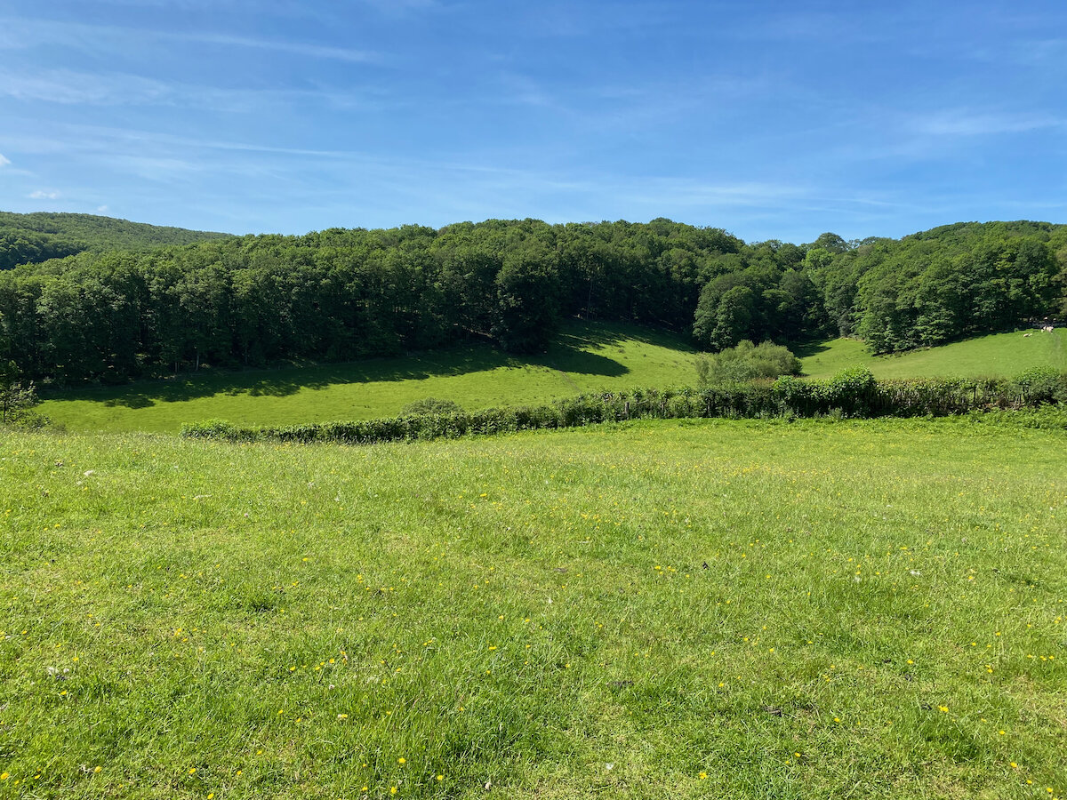 Brecon Oak Rewilding New Tree Planting 09.jpeg