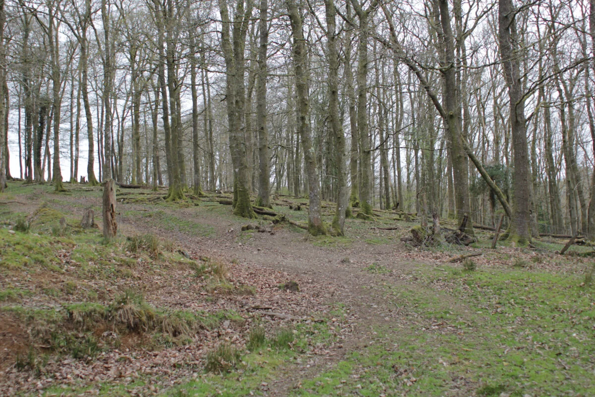 Brecon Oak Rewilding New Tree Planting 17.jpeg