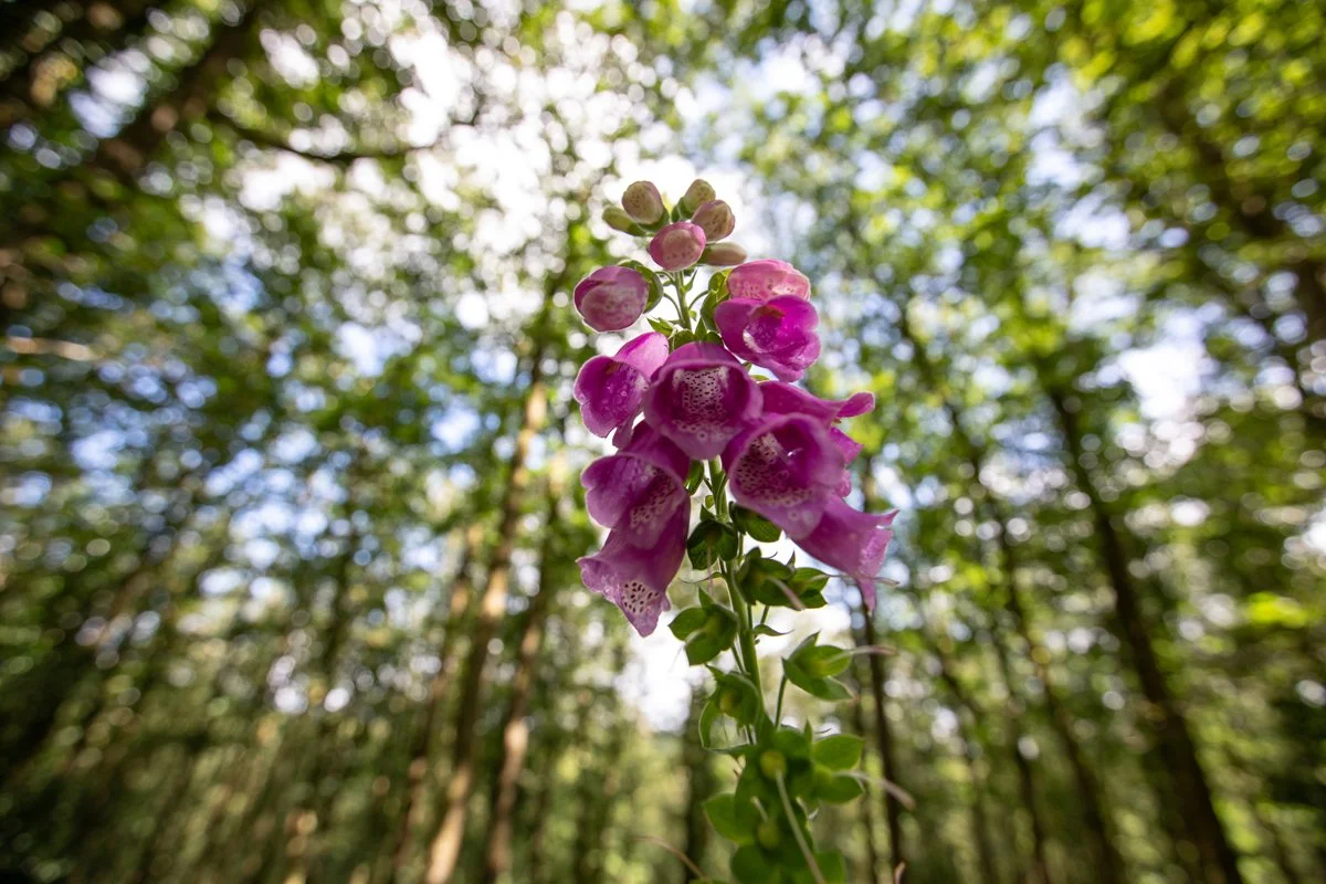 FoxGlove.jpg