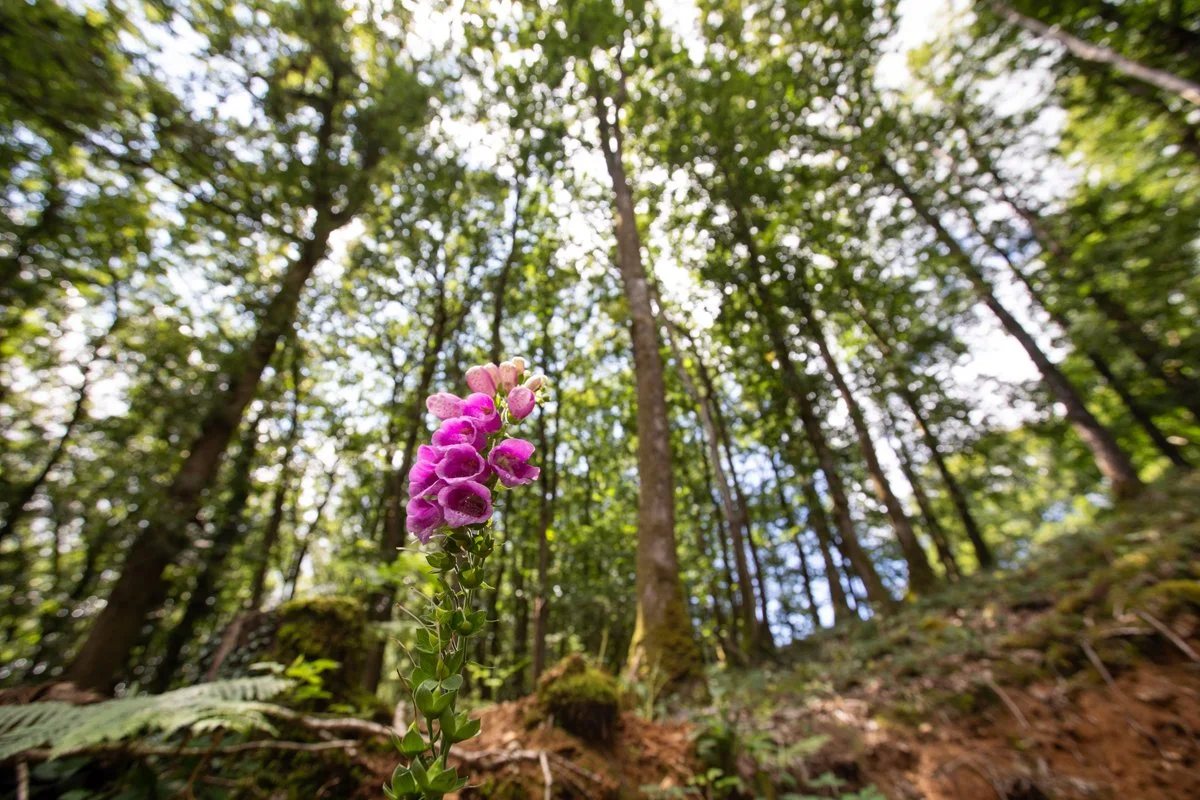 Brecon_Woodland_01.jpg