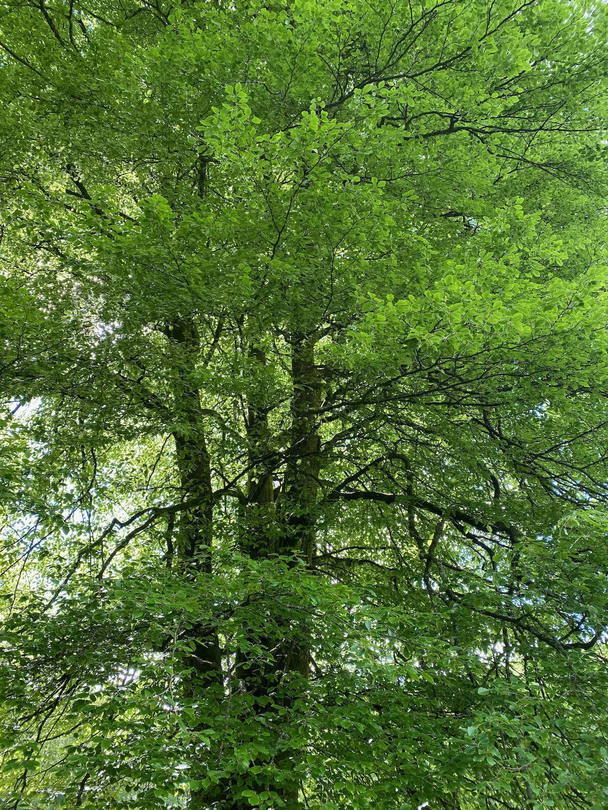 Brecon Oak Rewilding New Tree Planting 05.jpeg
