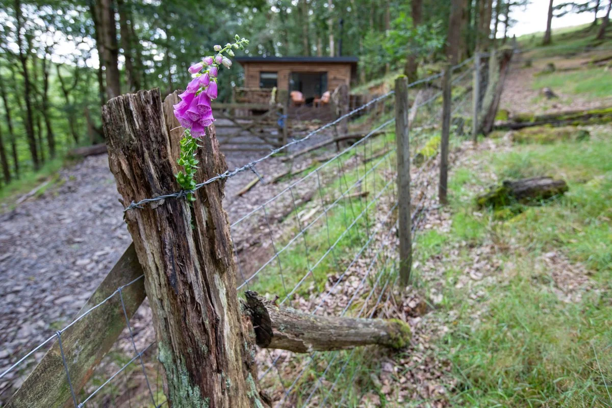 Brecon_Woodland_32.jpg