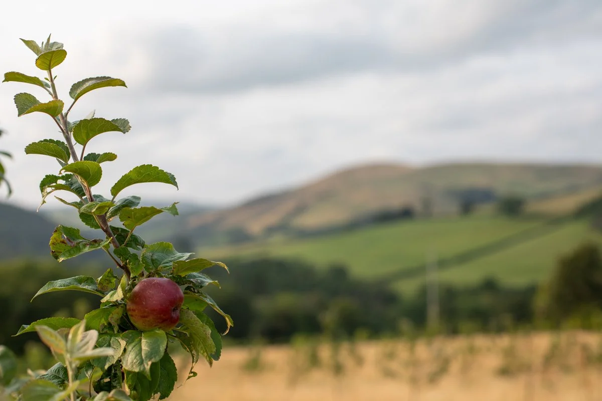 Brecon_Oak_37.jpg