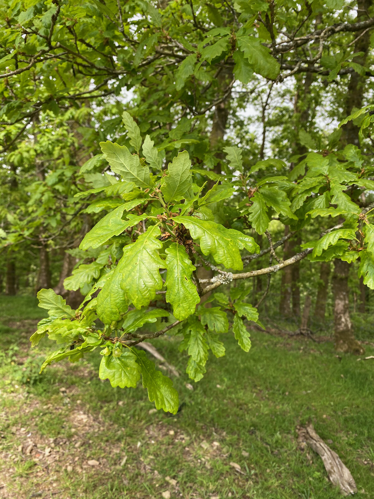 Oak Leaves at Brecon Oak
