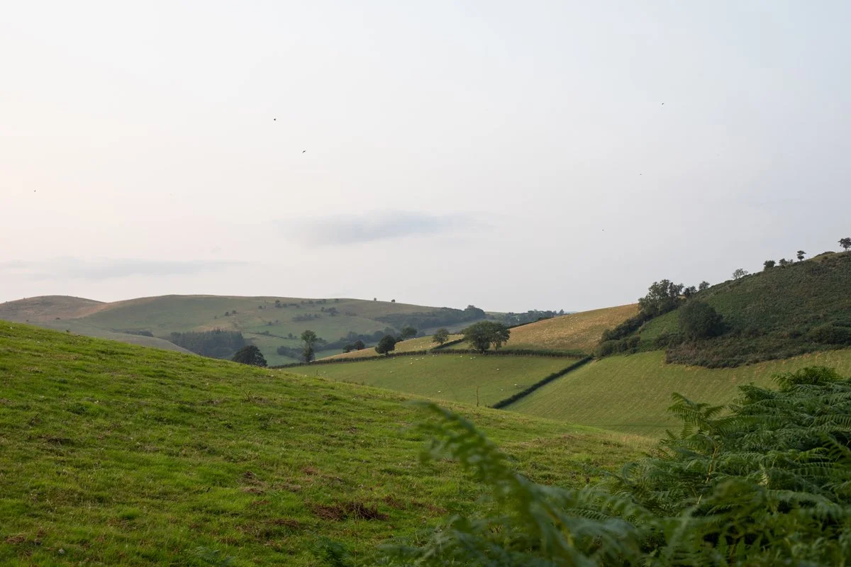 Brecon_Oak_105.jpg