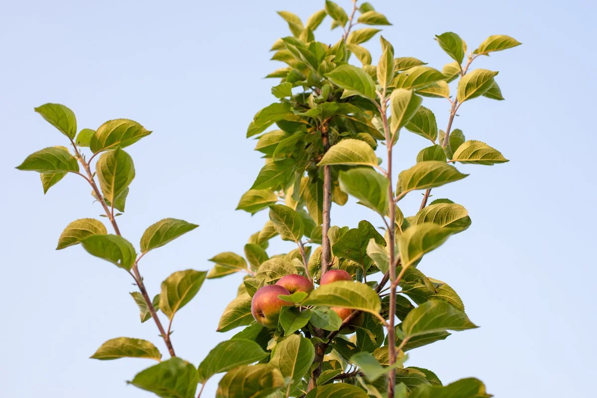 Brecon_Oak_93.jpg
