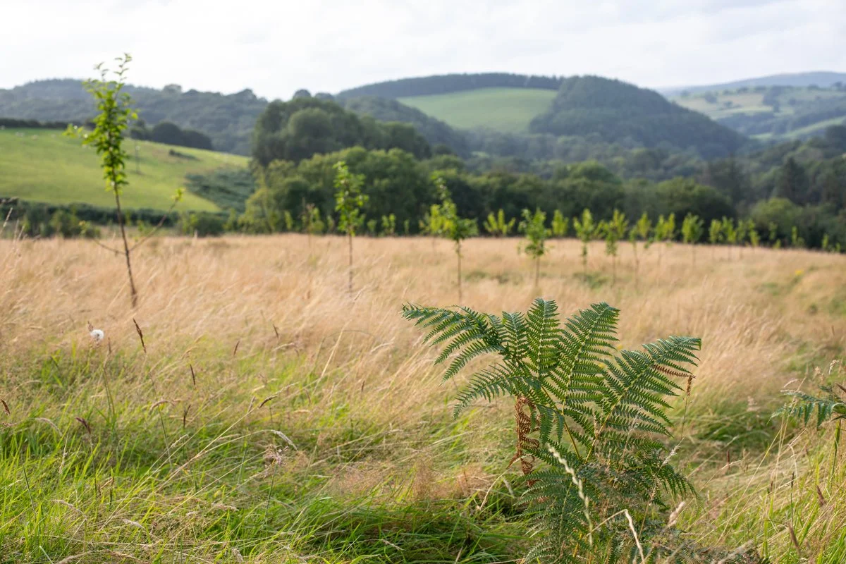 Brecon_Oak_49.jpg