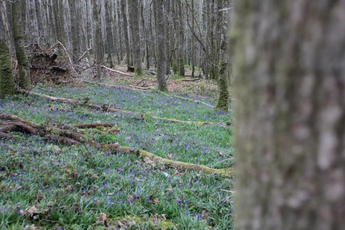 Brecon Oak Rewilding New Tree Planting 16.jpeg