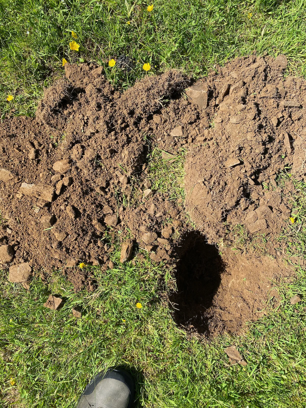 Brecon Oak Rewilding New Tree Planting 08.jpeg