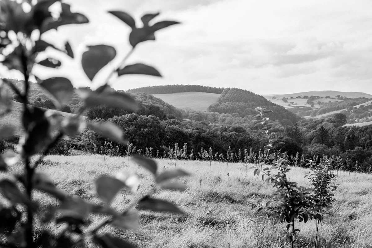 Brecon_Oak_45.jpg