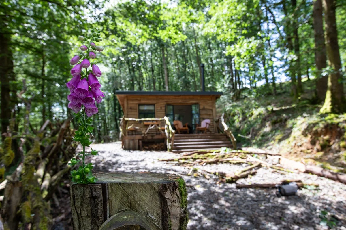 Brecon_Woodland_38.jpg