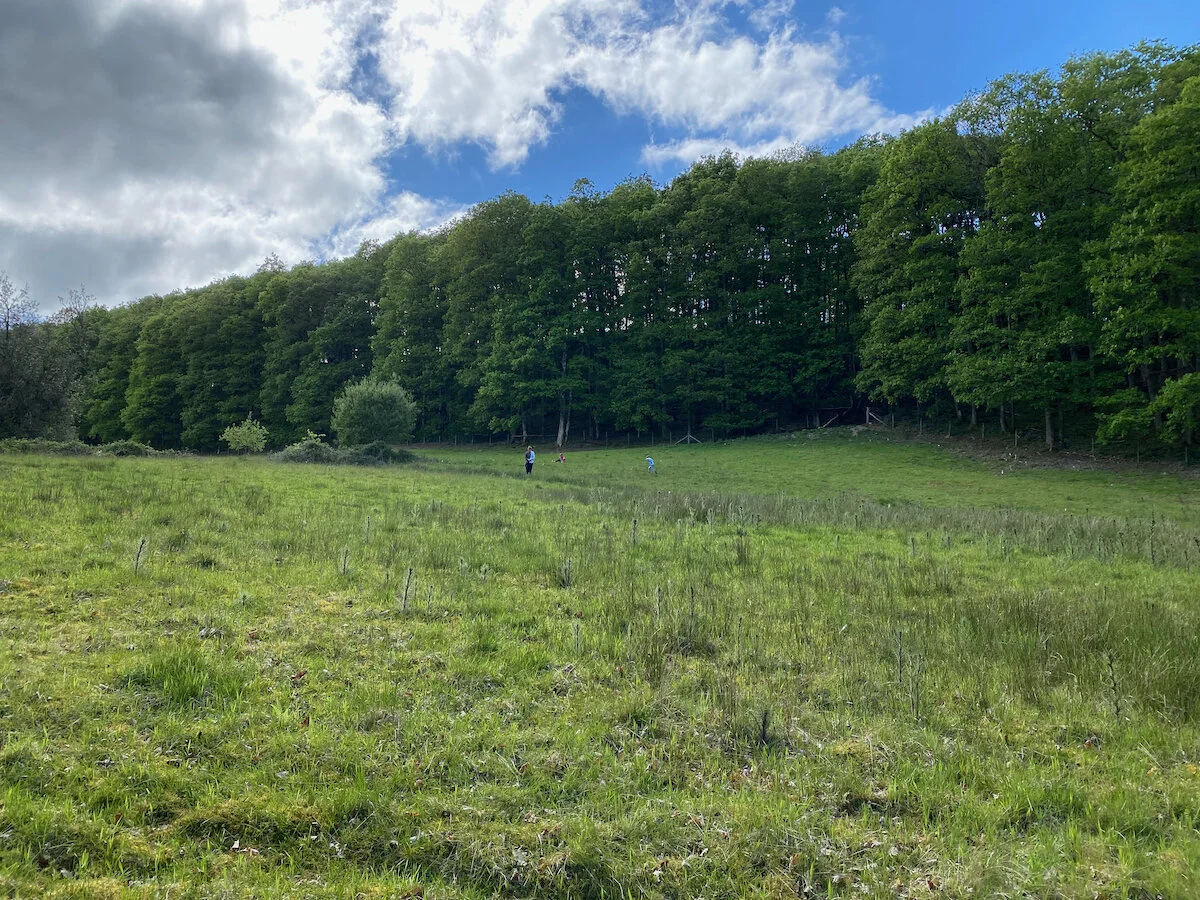 Brecon Oak Rewilding New Tree Planting 06.jpeg