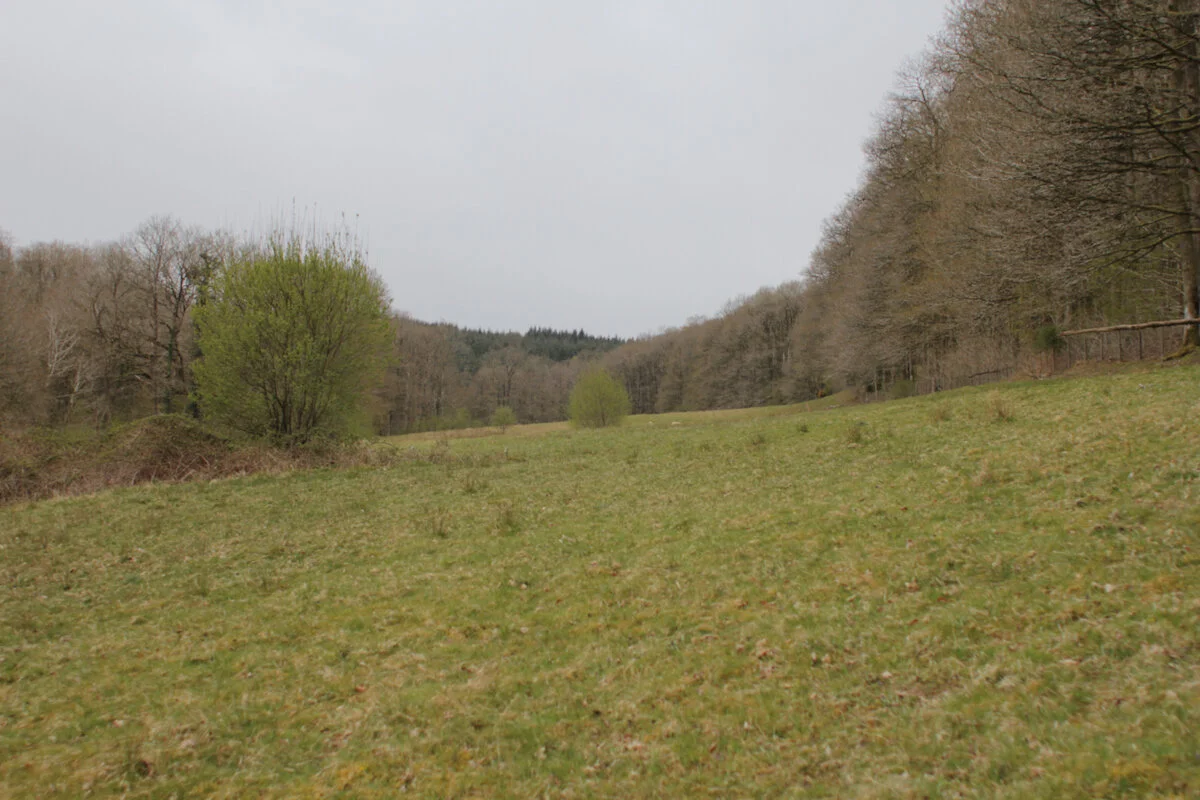 Brecon Oak Rewilding New Tree Planting 14.jpeg