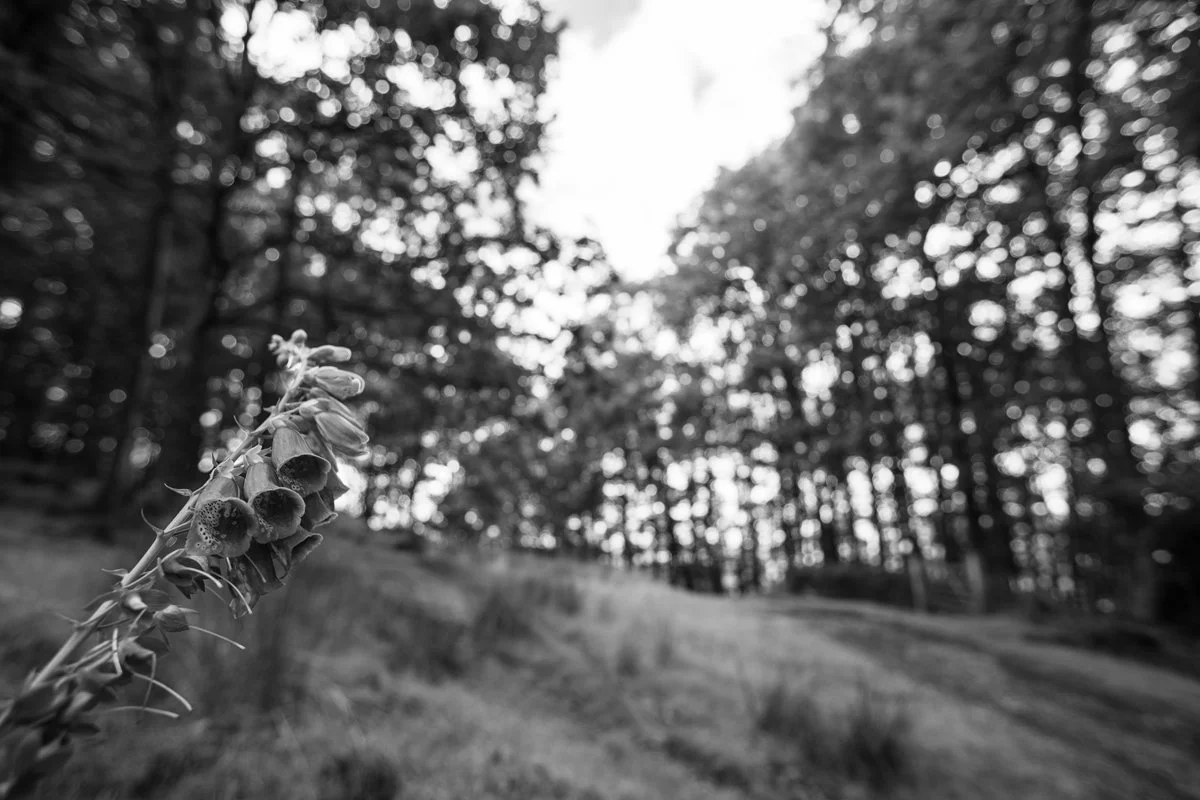 Brecon_Woodland_25.jpg