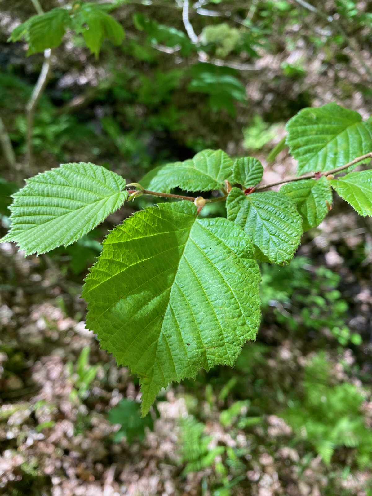Brecon Oak Rewilding New Tree Planting 03.jpeg