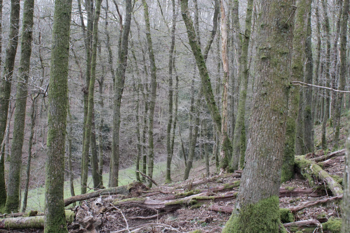 Historic Oak Woodland