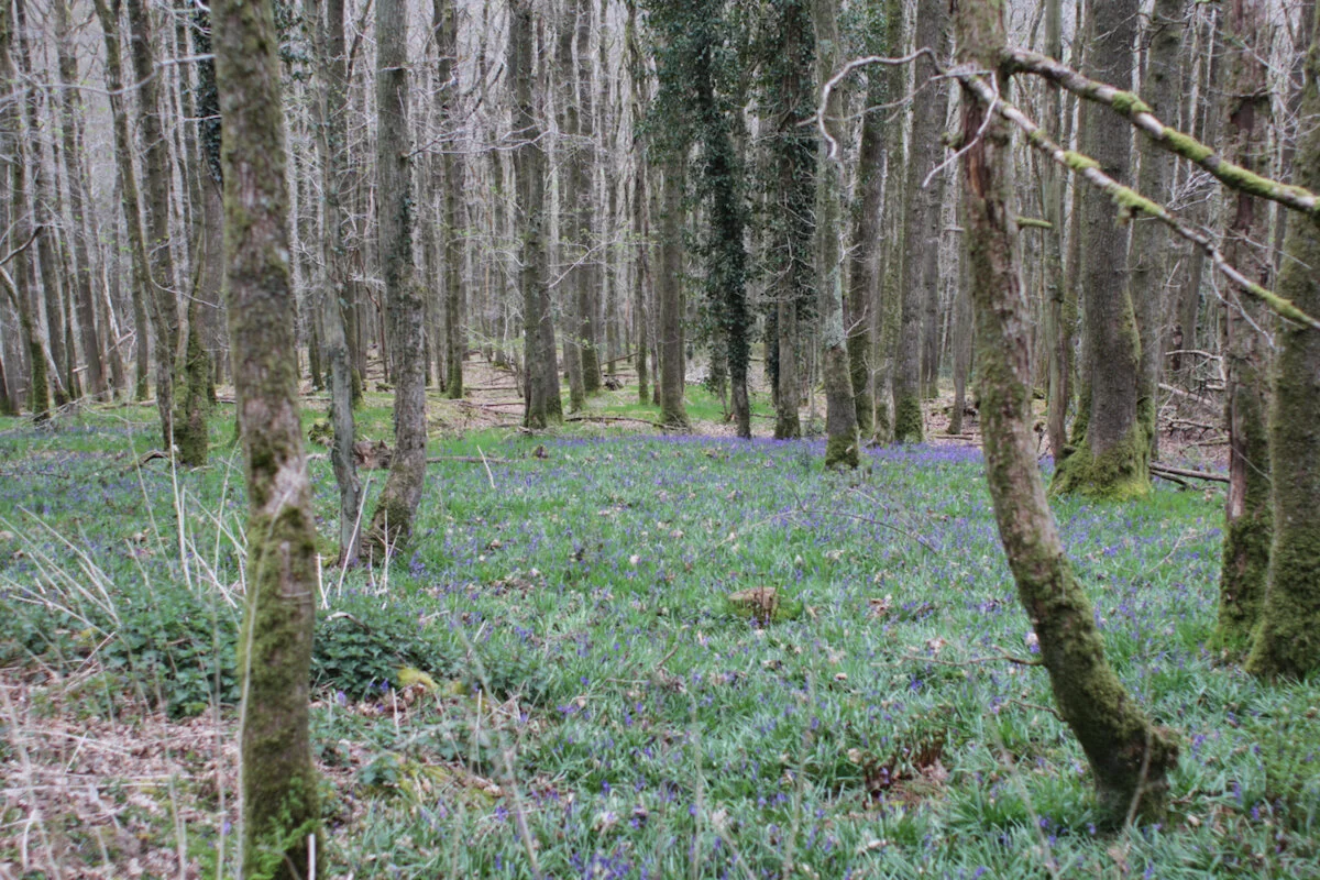 Brecon Oak Rewilding New Tree Planting 12.jpeg