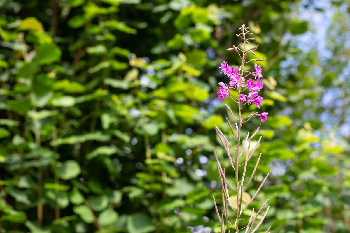 Llandovery_Landscape_53.jpg