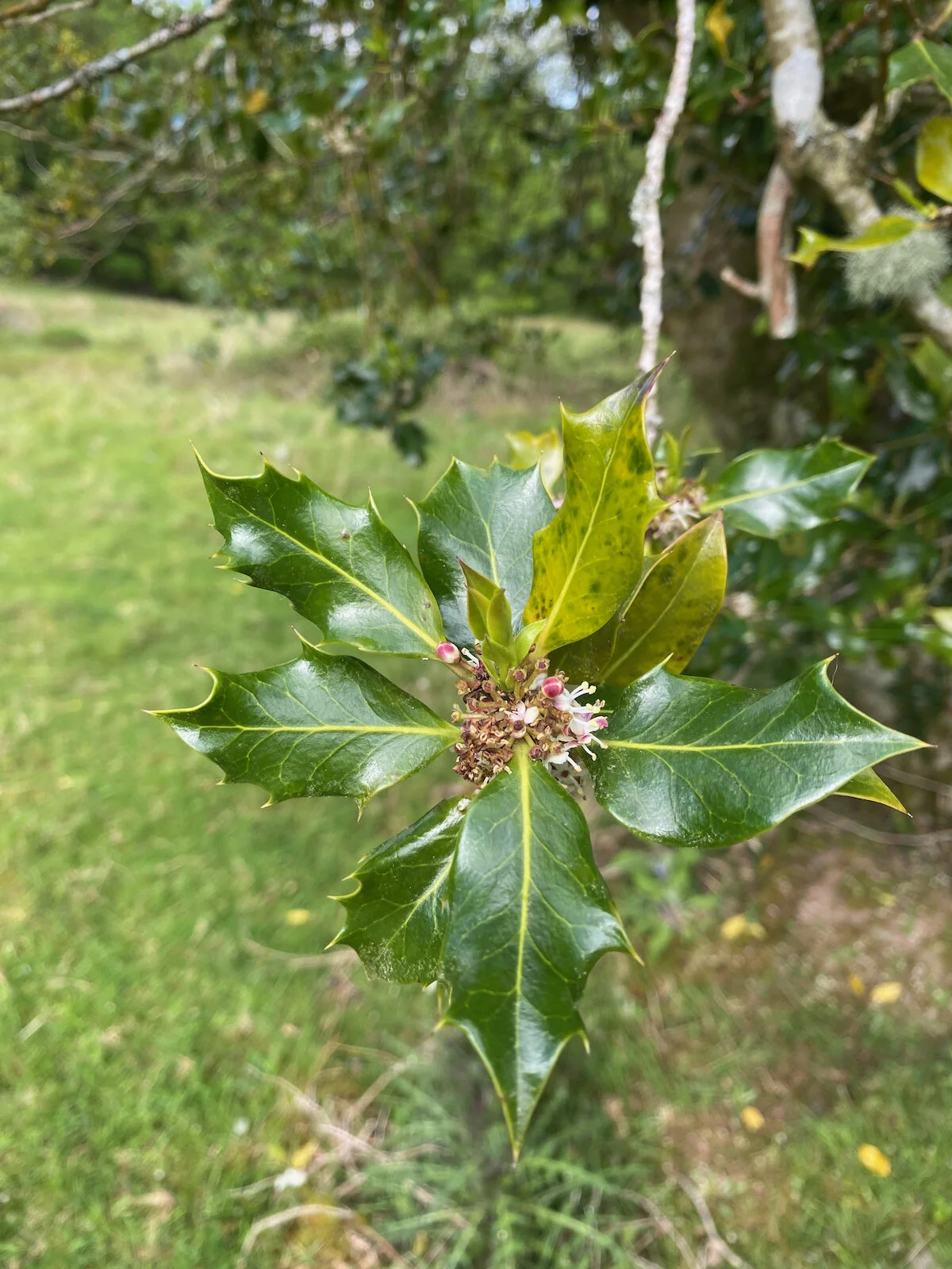 Holly at Brecon Oak