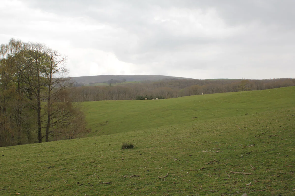 Brecon Oak Rewilding New Tree Planting 11.jpeg